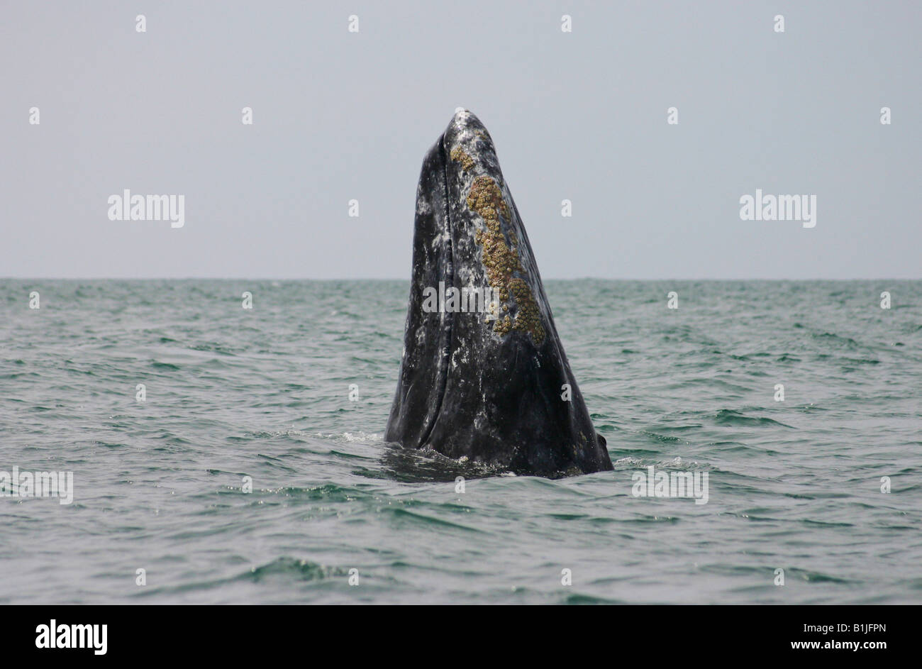 gray whale (Eschrichtius robustus, Eschrichtius gibbosus), spyhopping, Mexico, Baja California, San Ignacio Lagoon Stock Photo