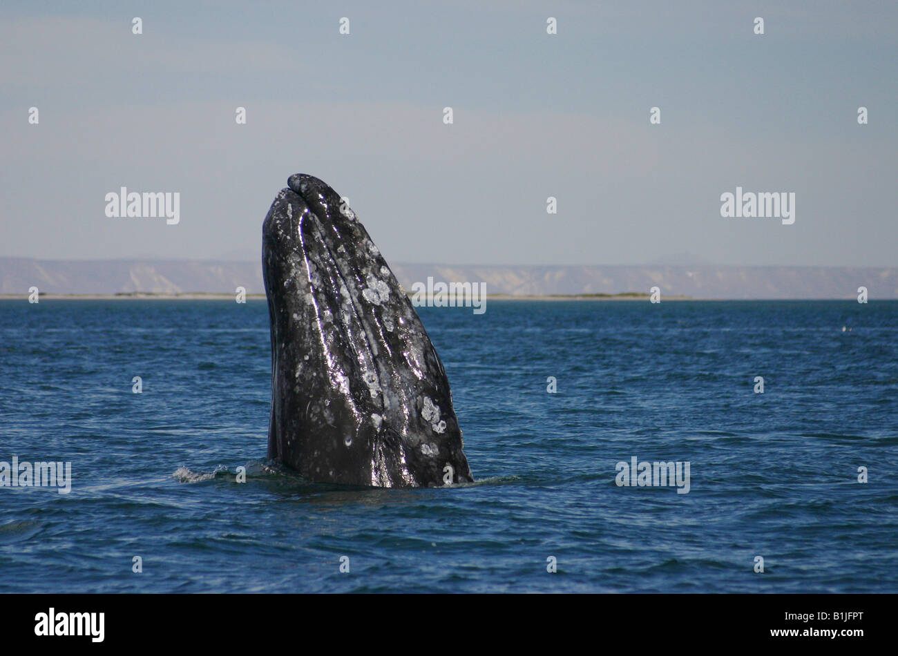 gray whale (Eschrichtius robustus, Eschrichtius gibbosus), spyhopping, Mexico, Baja California, San Ignacio Lagoon Stock Photo