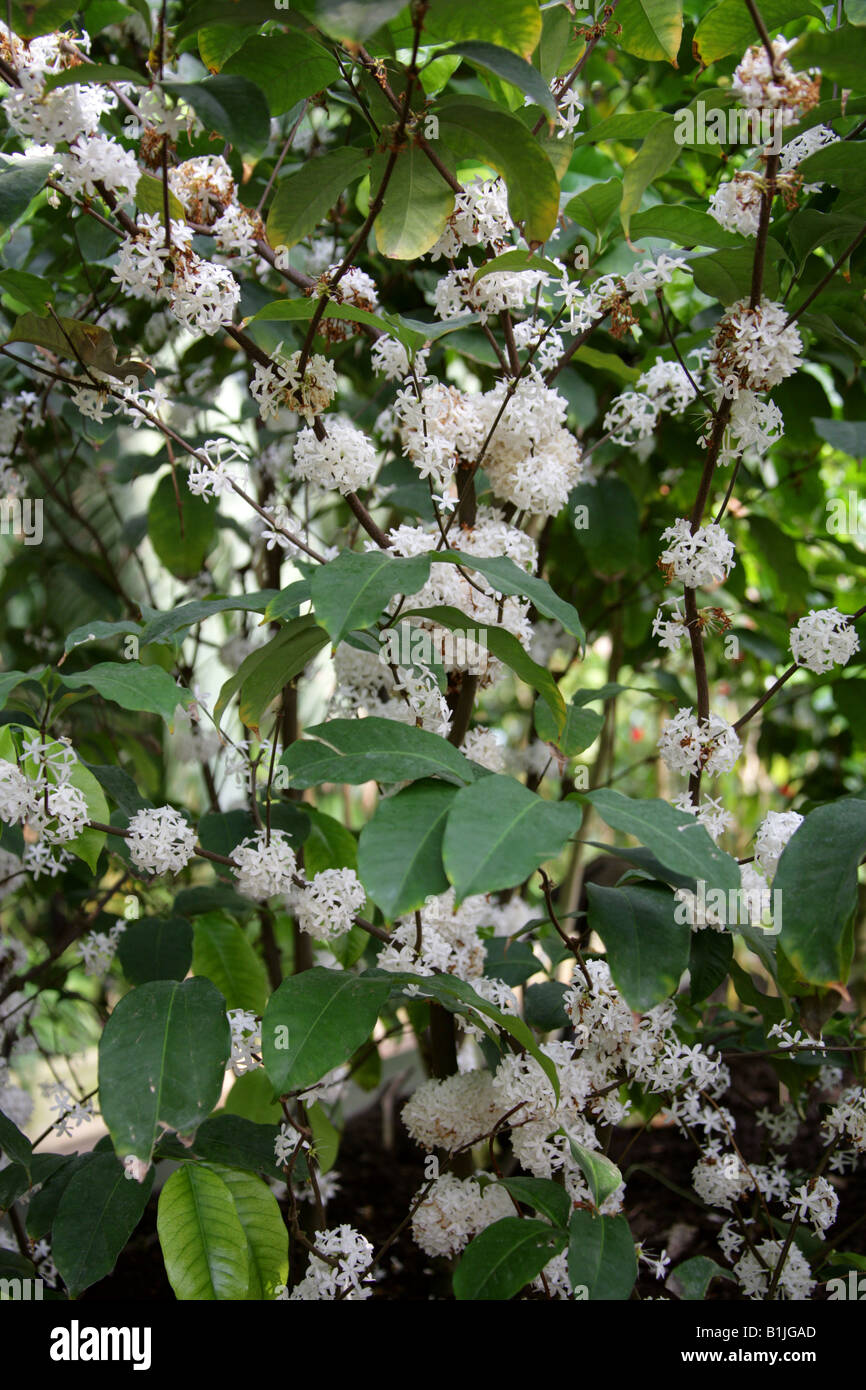 Pleiocarpa mutica, Apocynaceae. Tropical West Africa Stock Photo