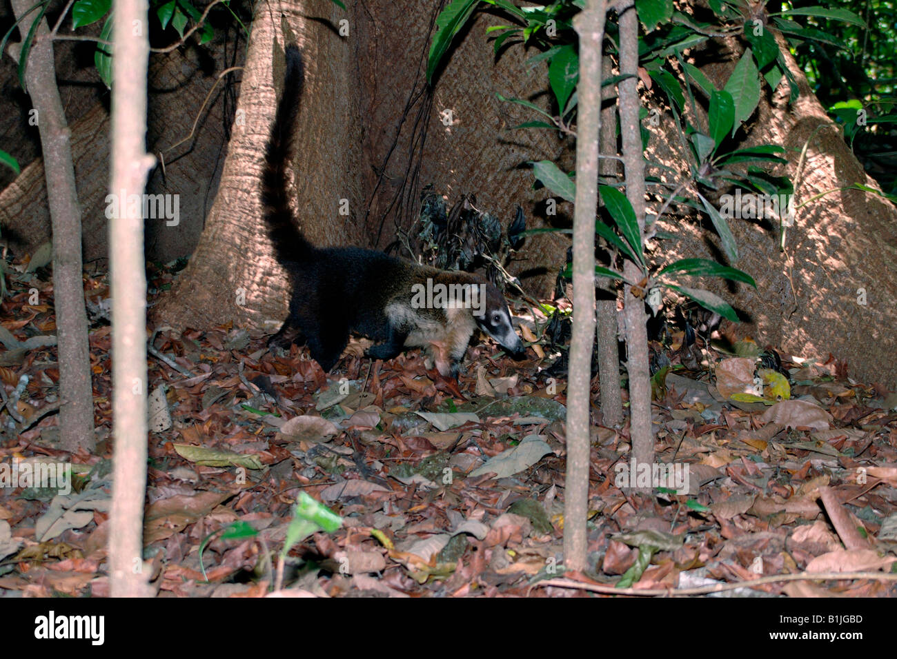 white-nosed coati (Nasua narica), in front of buttress root, Costa Rica, Carara National Park Stock Photo