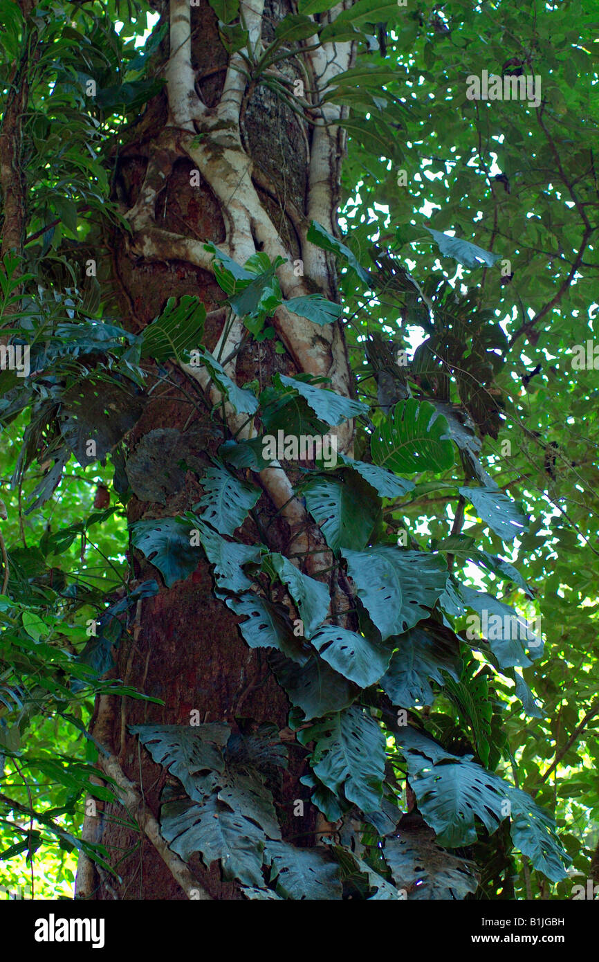 rainforest tree with strangler fig and Monstera, Costa Rica, Carara