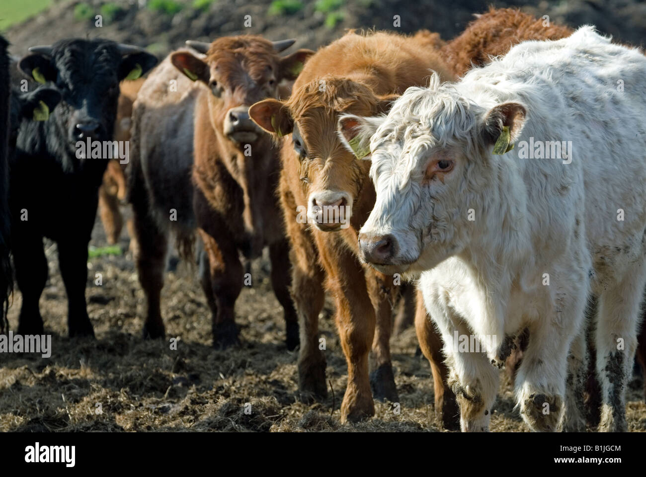 Organic Freistaetter Rind beef cattle, Freistatt, Lower Saxony, Germany. Stock Photo