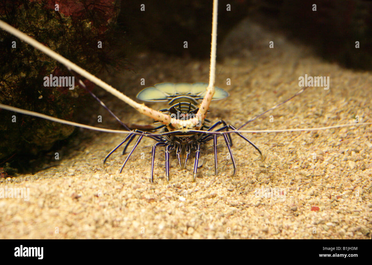 Blue Lobster, Panulirus versicolor, Palinuridae Stock Photo