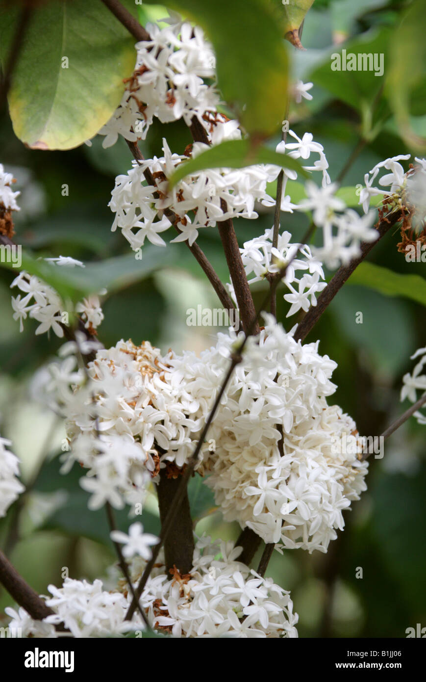 Pleiocarpa mutica, Apocynaceae. Tropical West Africa Stock Photo