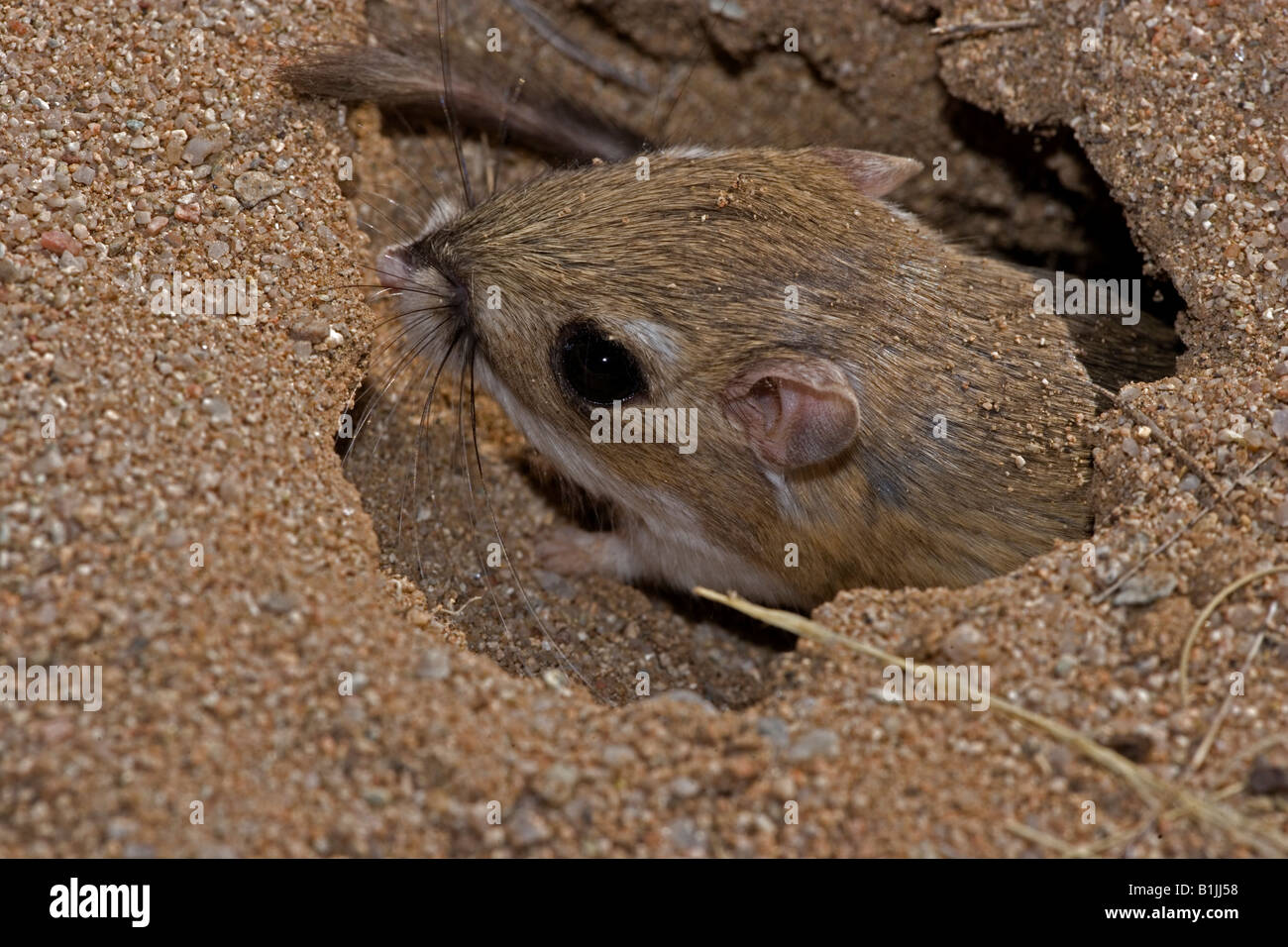 Kangaroo Rat (Dipodomys spp) Arizona USA In burrow entrance Stock