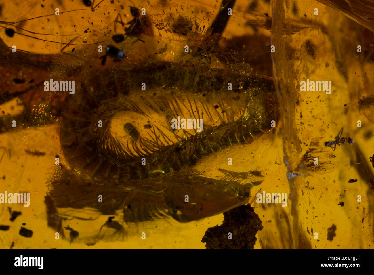 Fossil Millipede in Amber Dominican Republlic Stock Photo