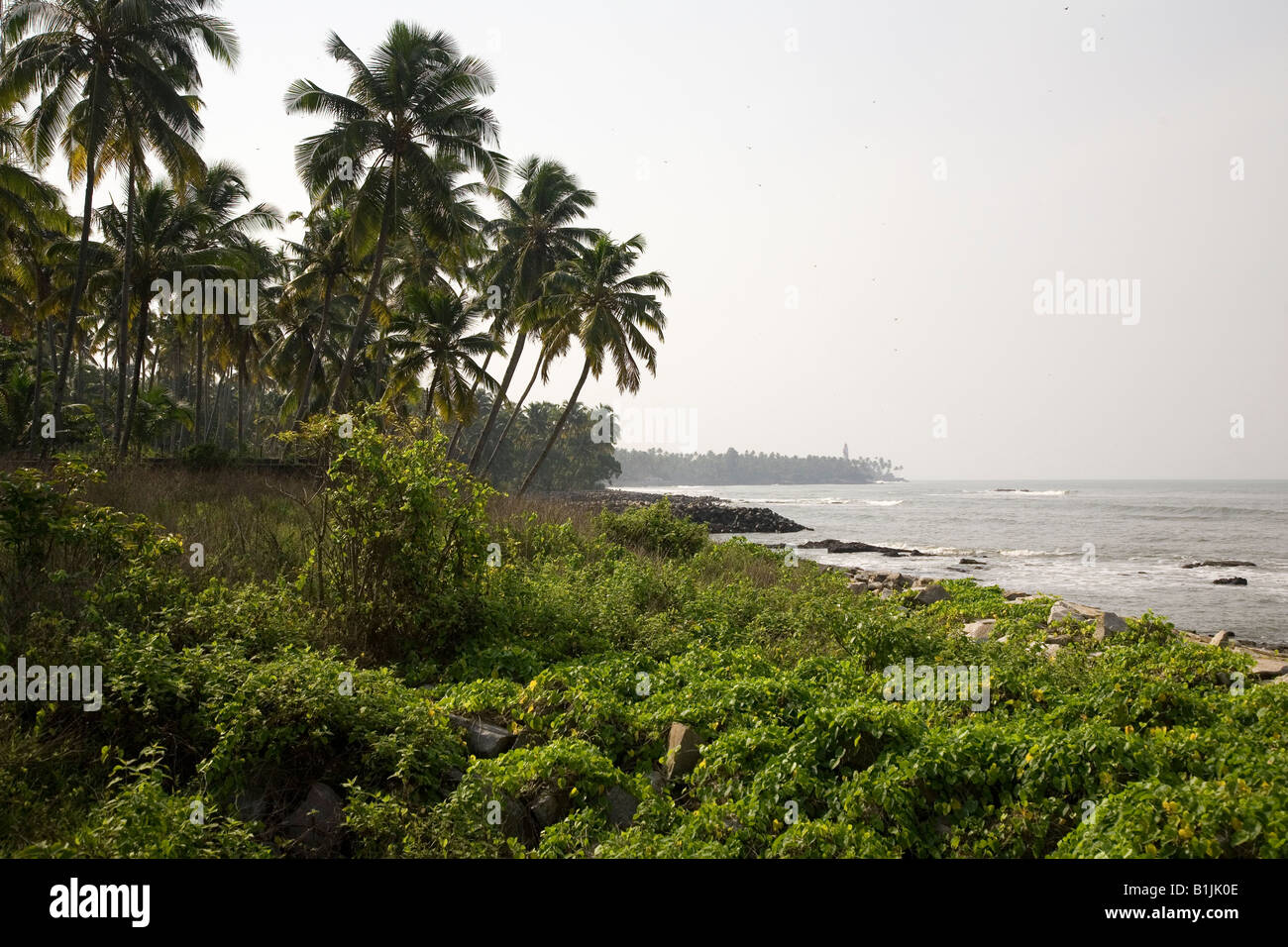 Palm trees by Thirumullavaram Beach in Kerala. The state is known for being green. Stock Photo