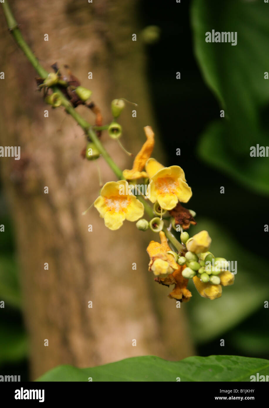 Ophiocolea floribunda, Bignoniaceae. Madagascar, Africa Stock Photo