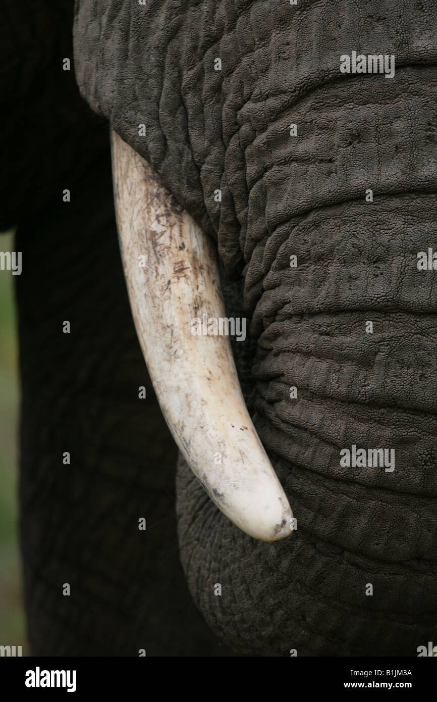 Close up of an African elephants tusk Stock Photo Alamy