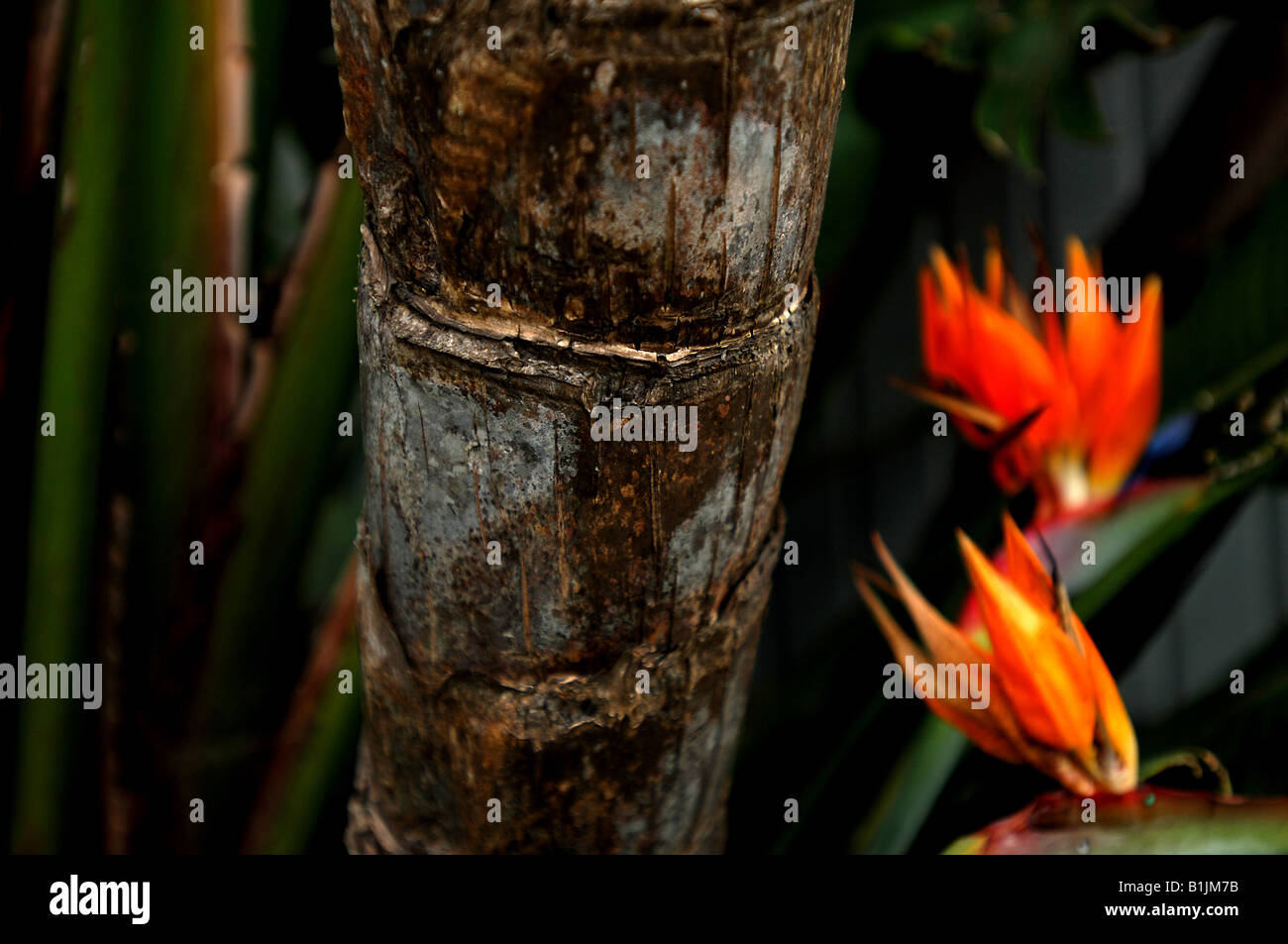 Exotic Tree and plant in California USA Stock Photo Alamy