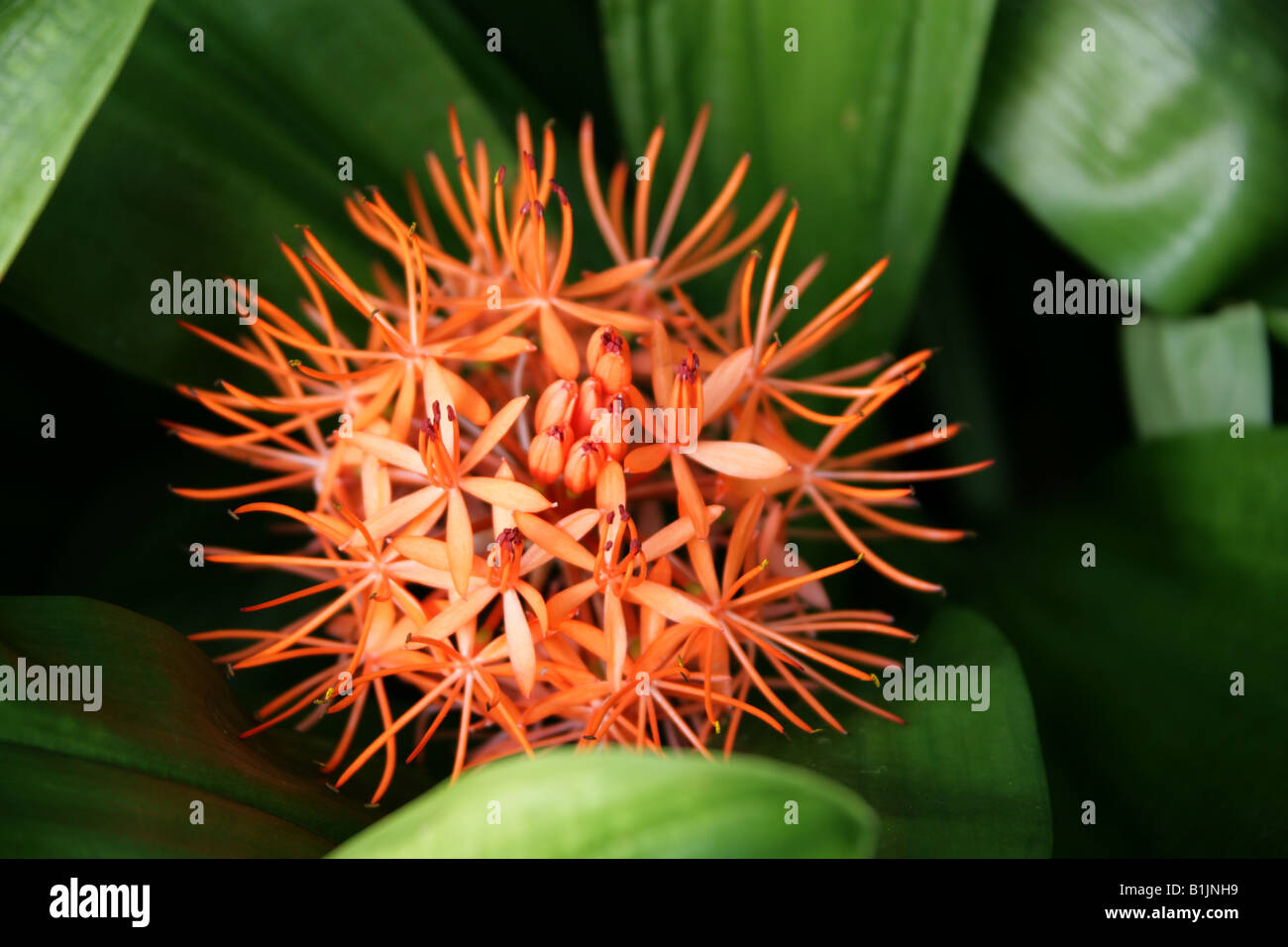 Blood Lily ,Scadoxus cinnabarinus, Amaryllidaceae, Tropical West Africa Stock Photo