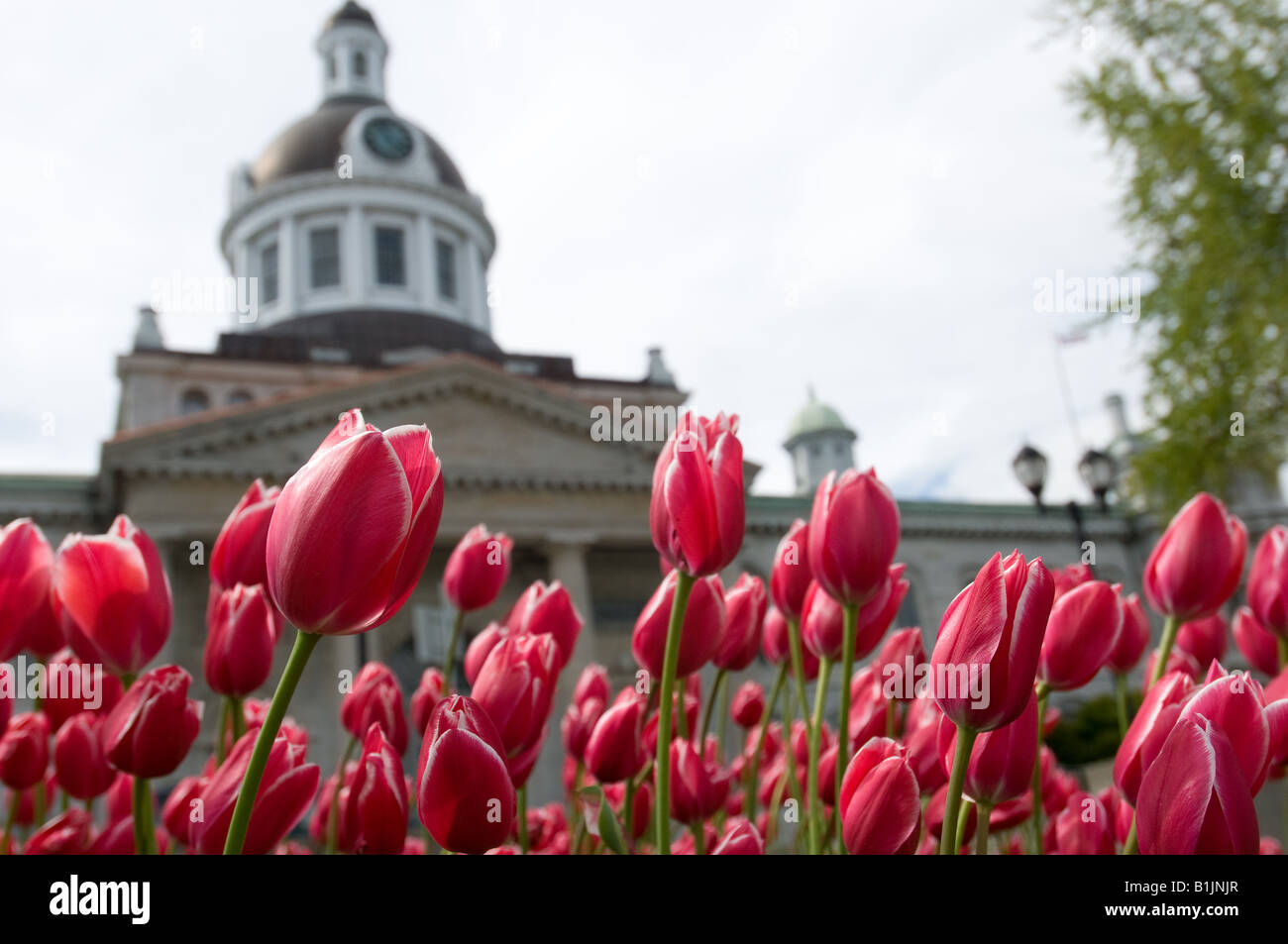 City Hall of Kingston, Ontario, Canada, with tulips infront Stock Photo