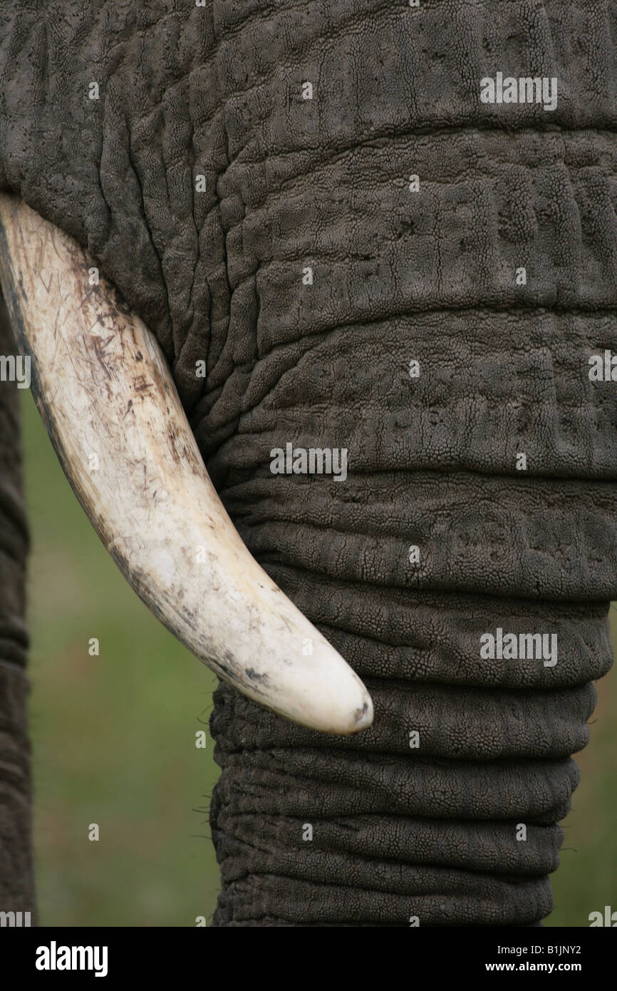 Close up of an African elephants tusk Stock Photo Alamy