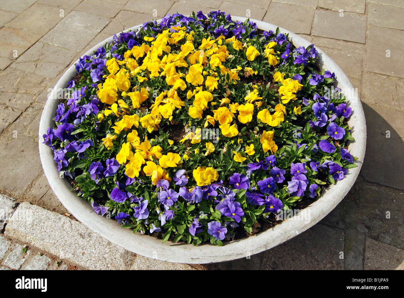 Pansies violet and yellow flowers, Old Town in Warsaw, Poland Stock Photo