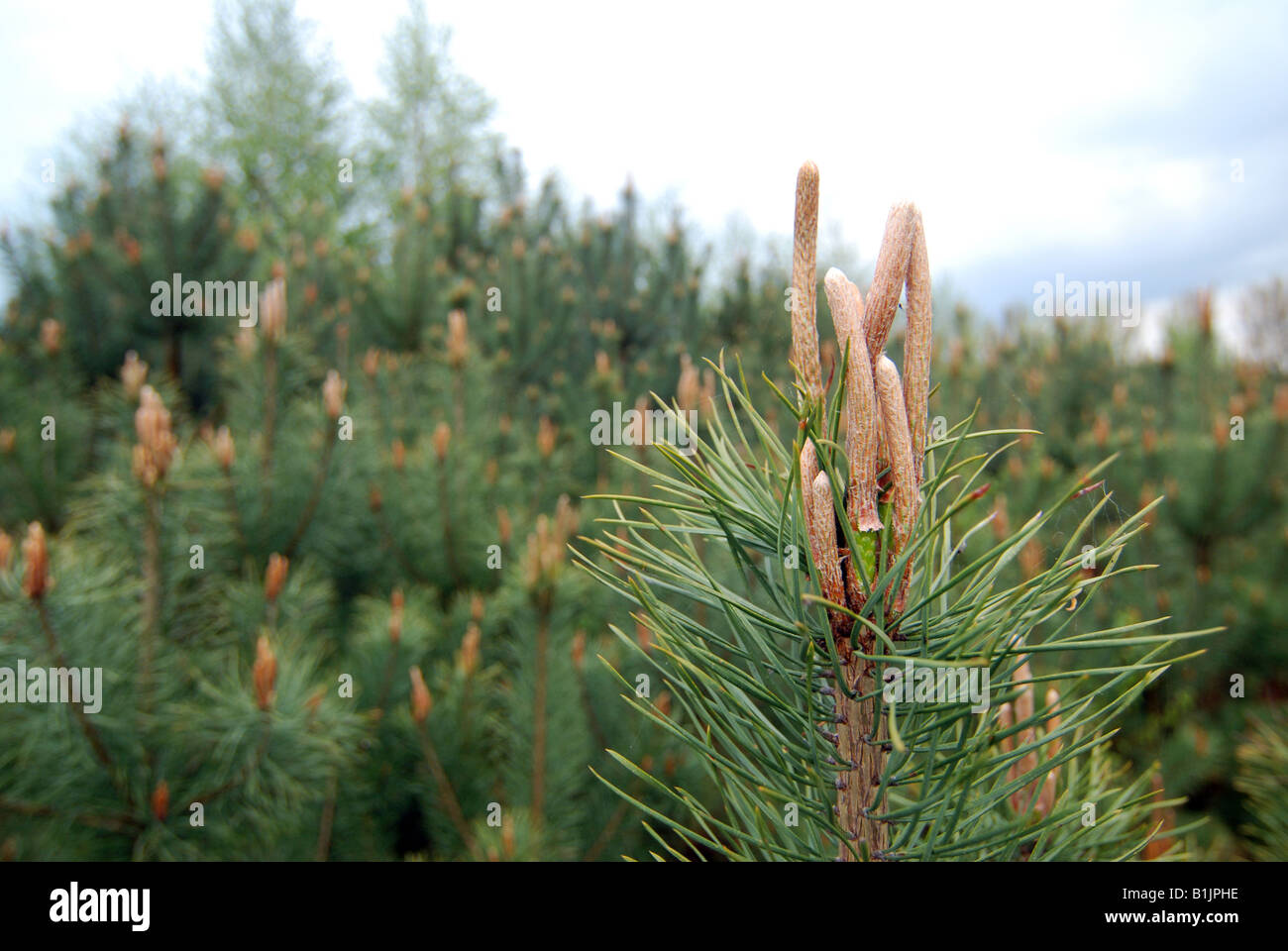 Small grove young pine trees hi-res stock photography and images - Alamy