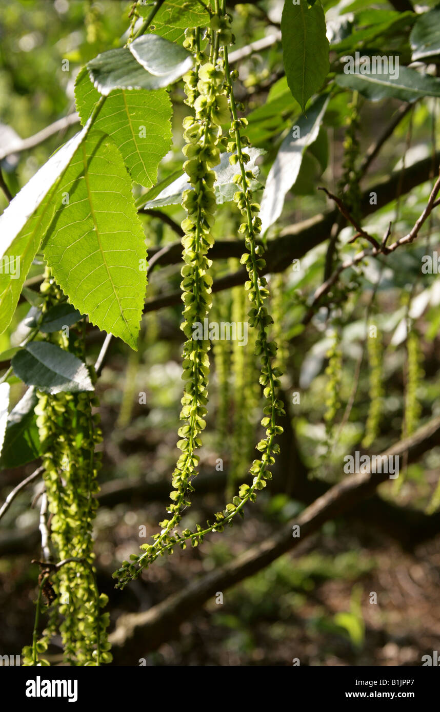 Hybrid Wingnut, Pterocarya rehderiana Juglandaceae Stock Photo Alamy