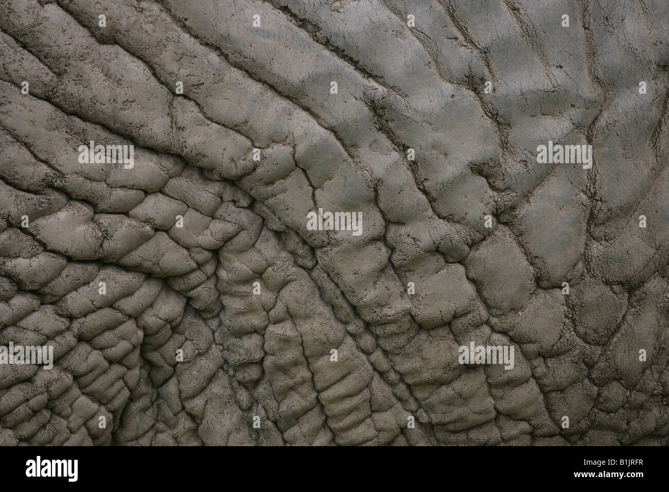 Close up of an African elephants skin Stock Photo Alamy