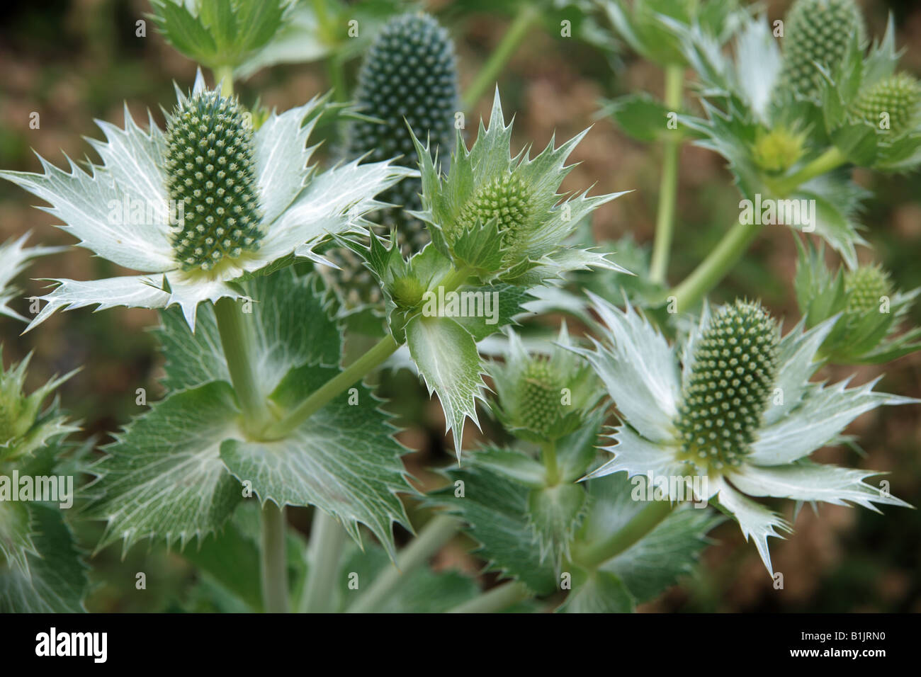 Giant sea holly blossom Eryngium giganteum Stock Photo Alamy
