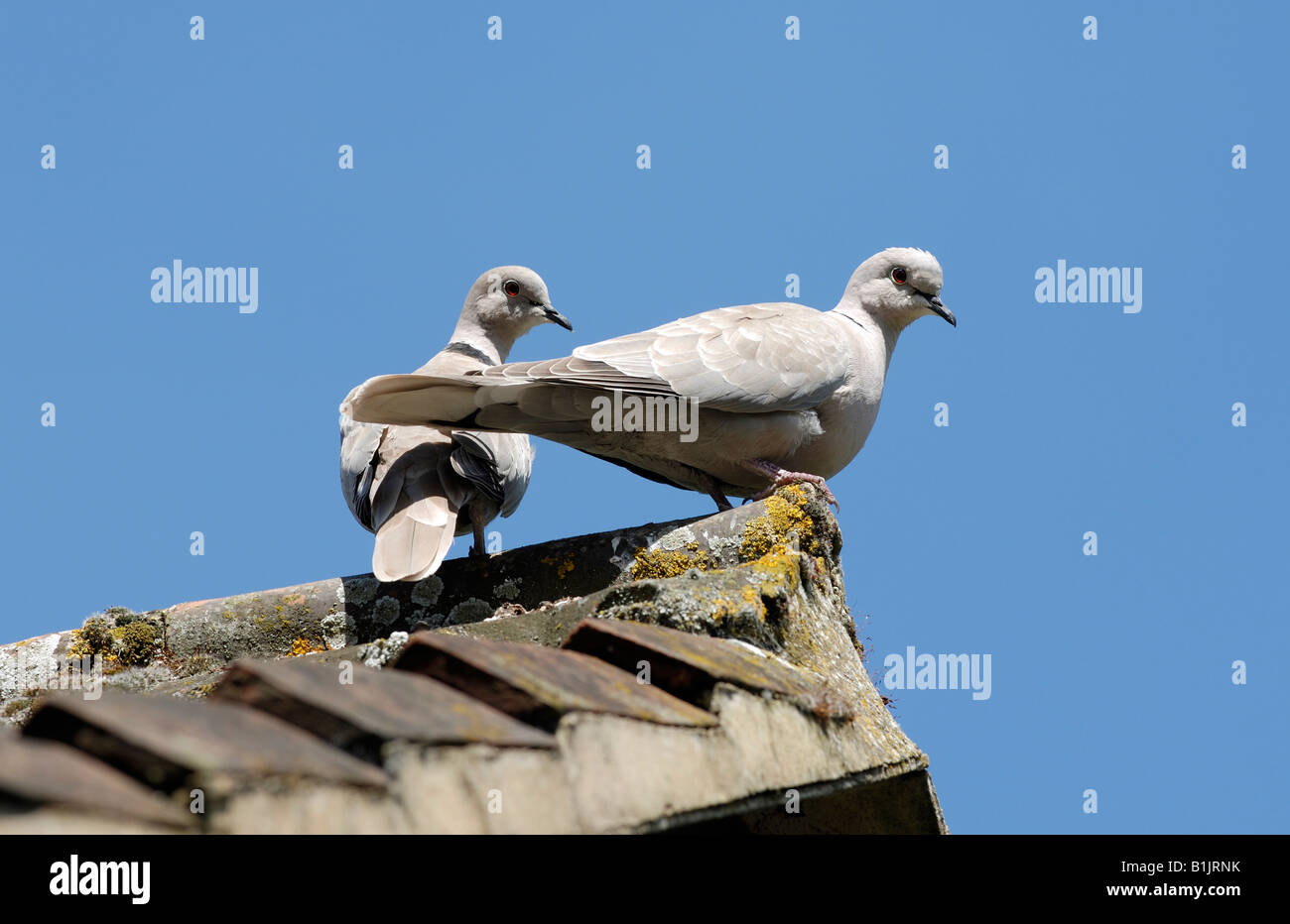 A pair of collared doves on a tiled roof with lichen Devon Stock Photo