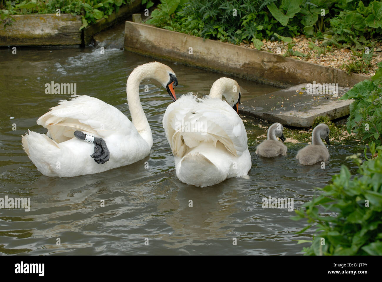 Pair of mute swans with young cygnets and food in enclosure at Abbotsbury Swannery Stock Photo