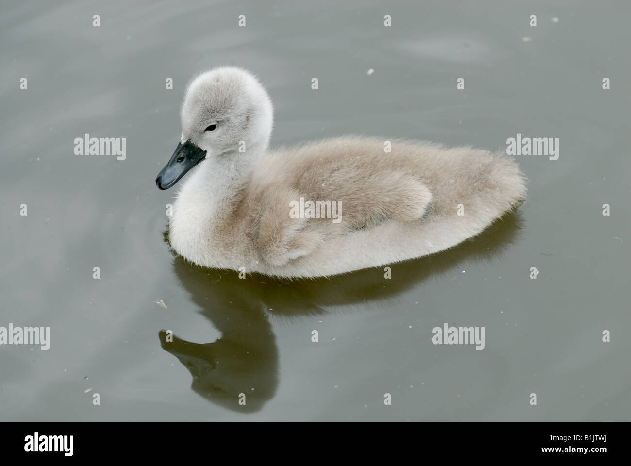 Mute swan cygnet swimming in the Fleet at Abbotsbury Stock Photo