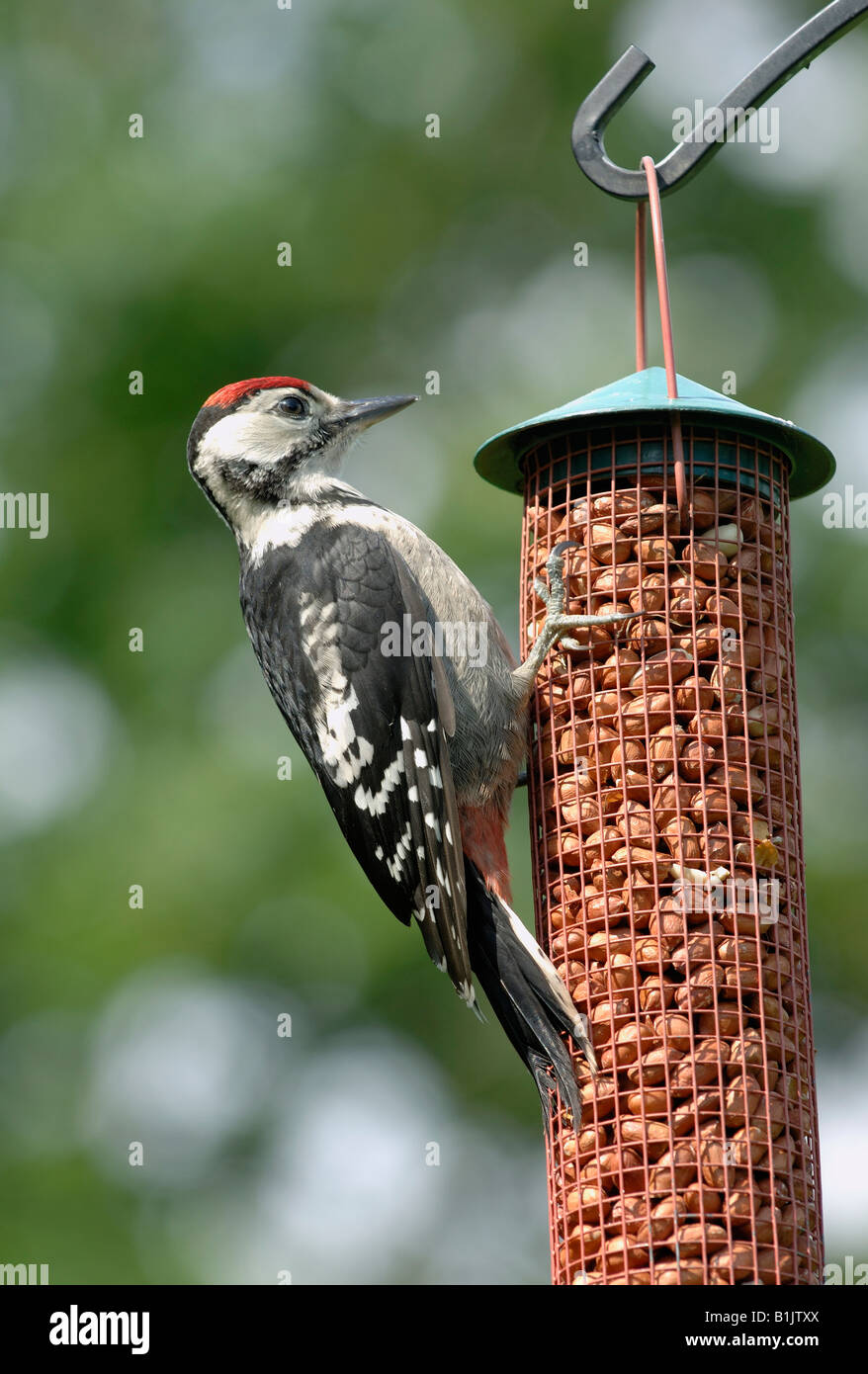 Juvenile great spotted woodpecker at a peanut feeder Stock Photo
