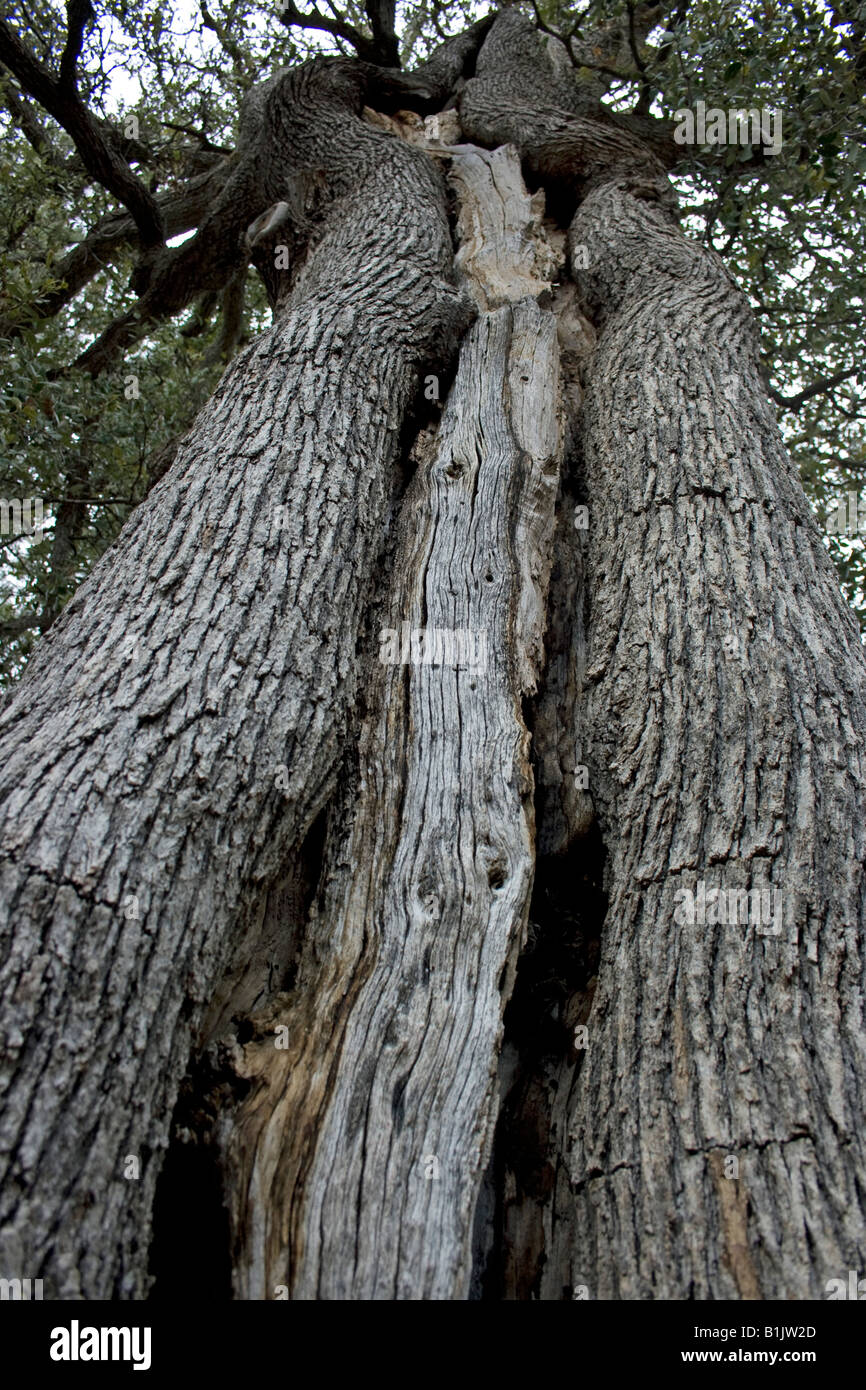This Canyon Live Oak, one of the California Native Oaks, has a natural