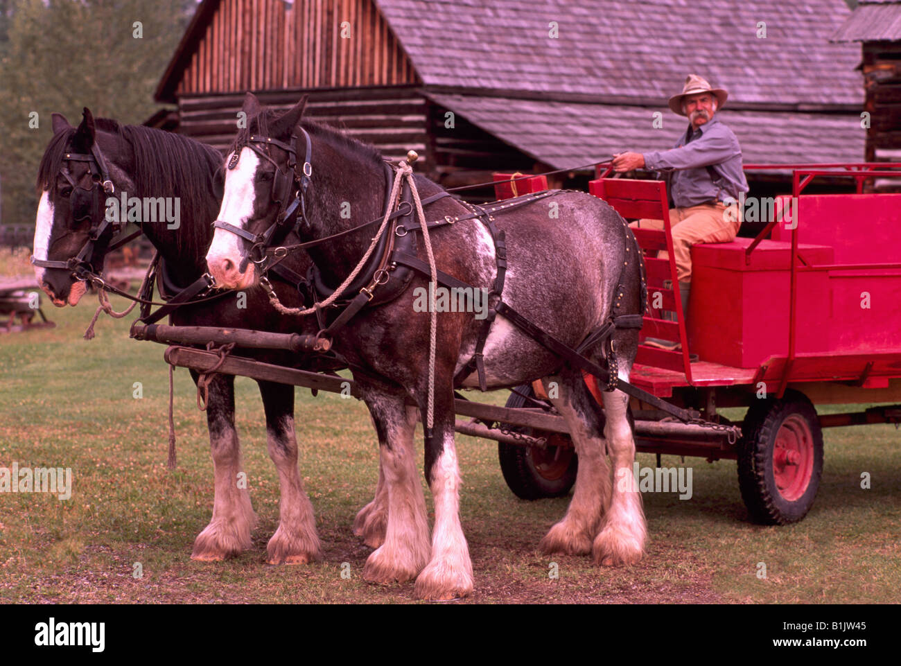 Team of Clydesdale Horses hitched to a Wagon at CottonWood House Historic Site in the Cariboo Region of British Columbia Canada Stock Photo