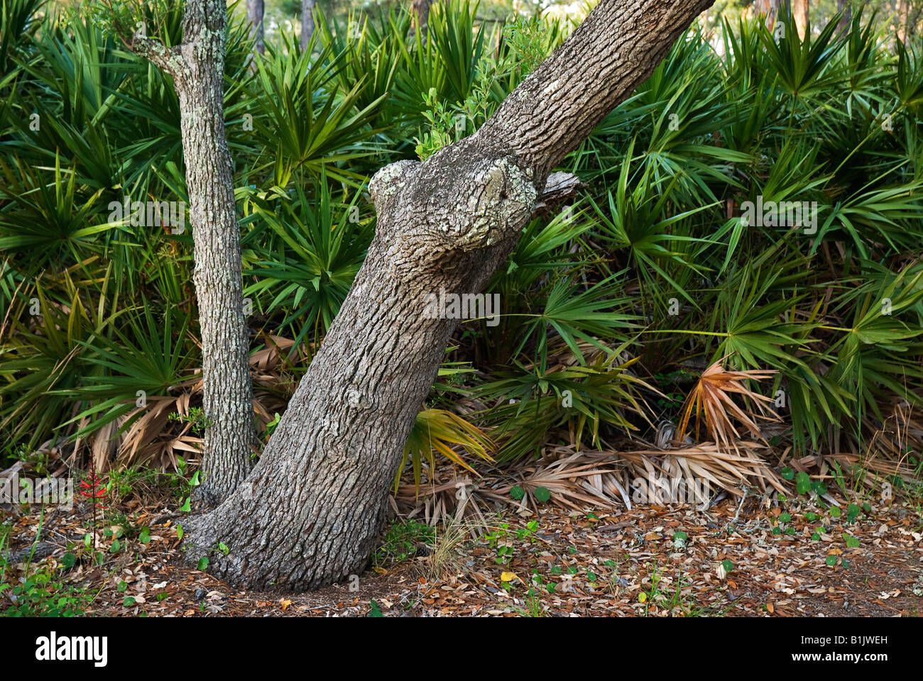 scrub or sand live oak Quercus geminata and saw palmetto Serenoa repens at St George Island State Park Florida Stock Photo