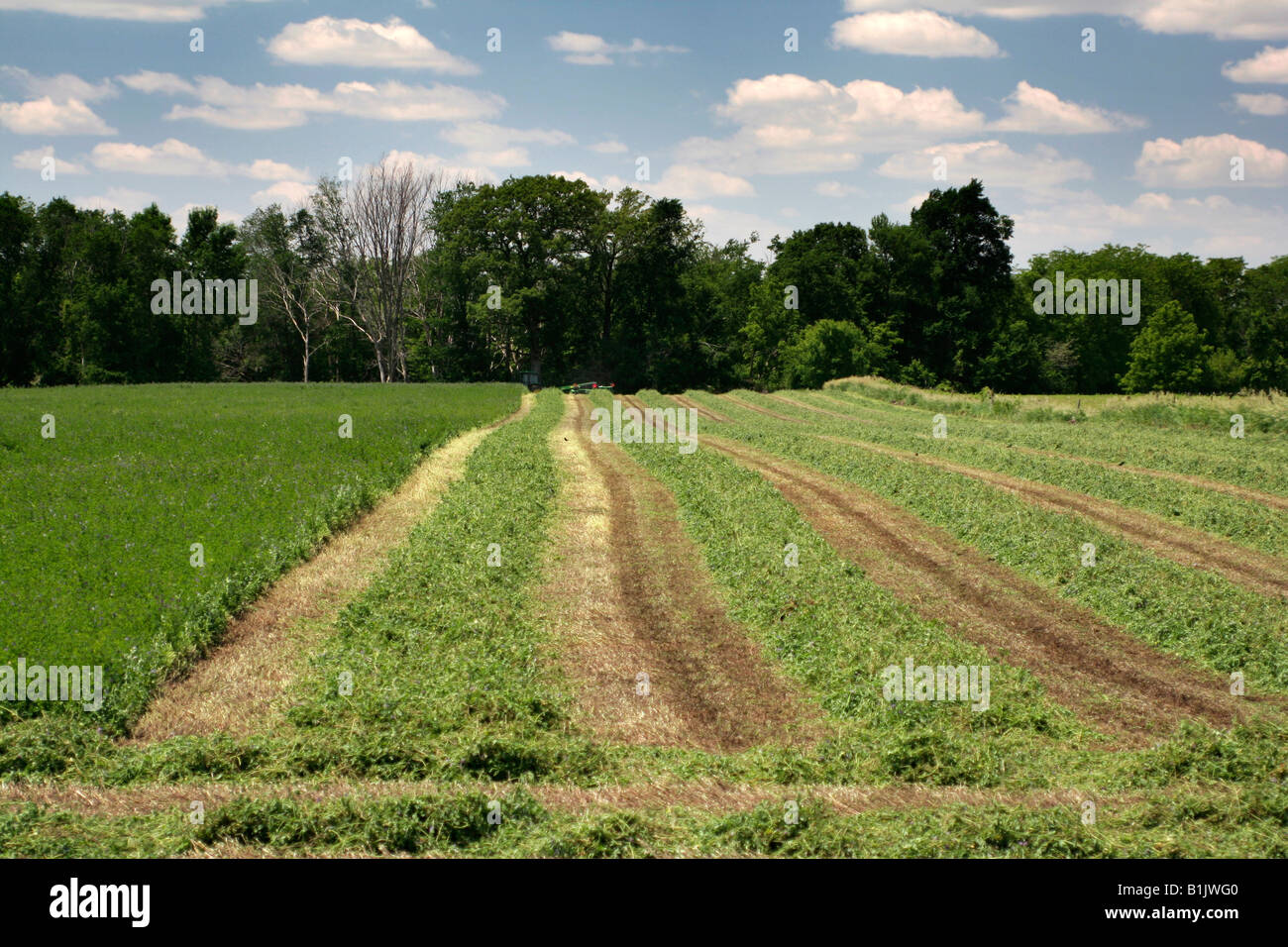 Alfalfa cut for hay Stock Photo