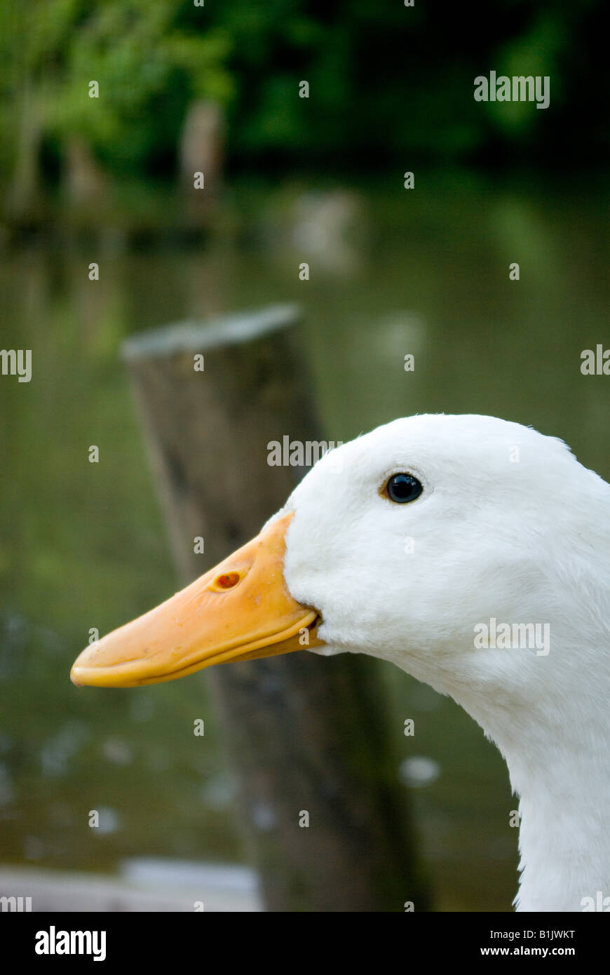White goose Stock Photo