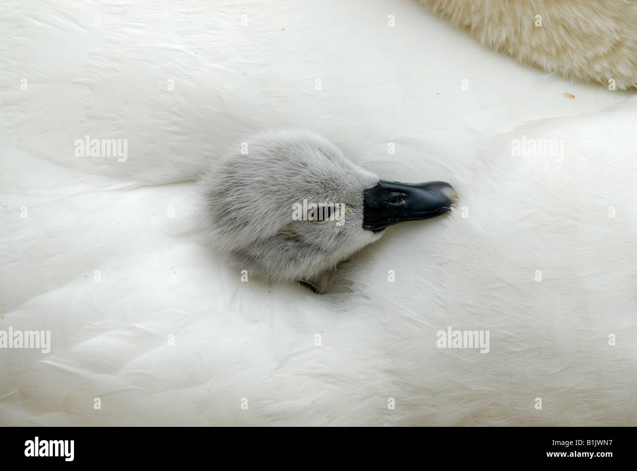 Very young mute swan cygnet sticking his head out from between mothers wing feathers Abbotsbury Stock Photo