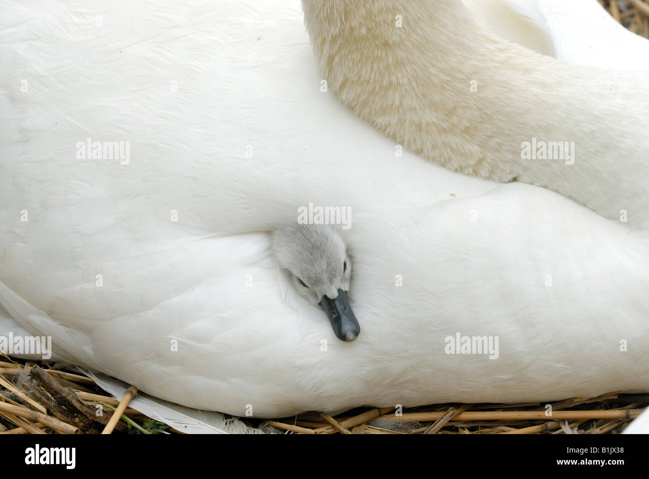 Very young mute swan cygnet sticking his head out from between mothers wing feathers Abbotsbury Stock Photo