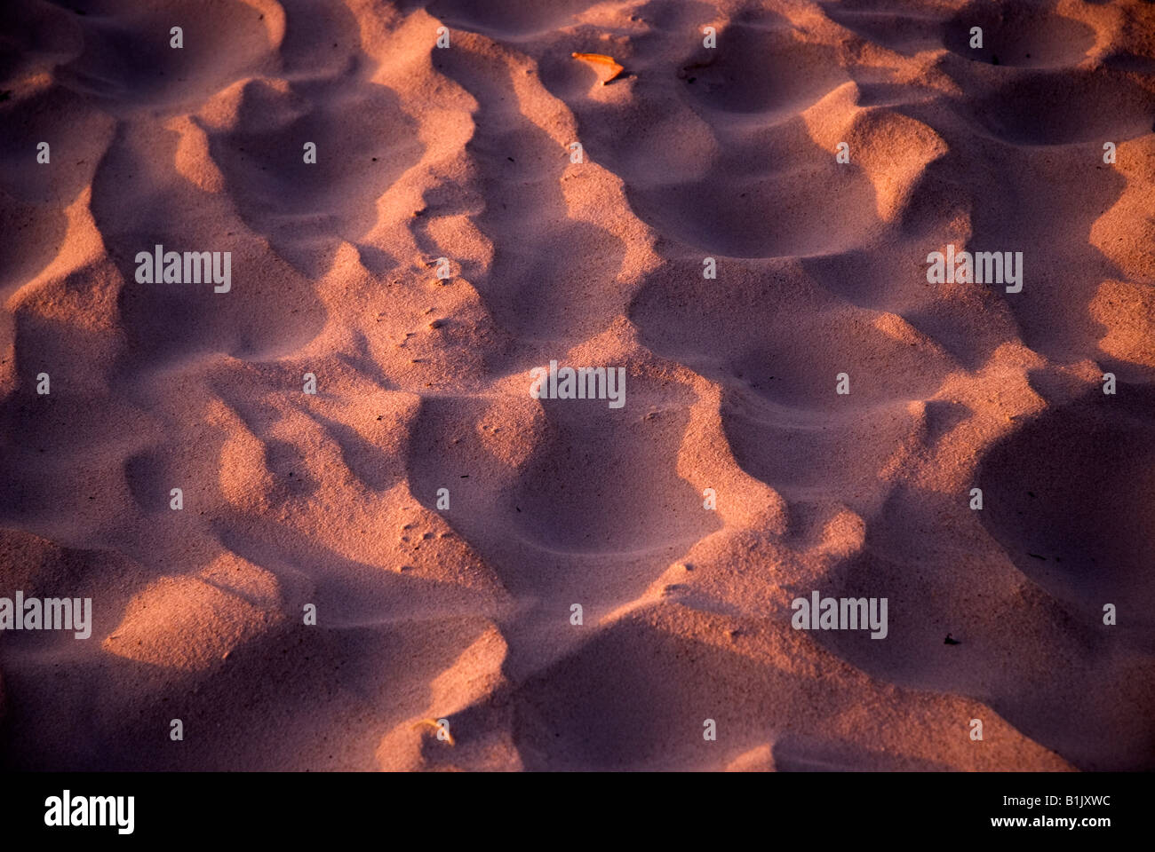 golden hue of sunrise on sands of St George Island along North Florida s panhandle coast Stock Photo