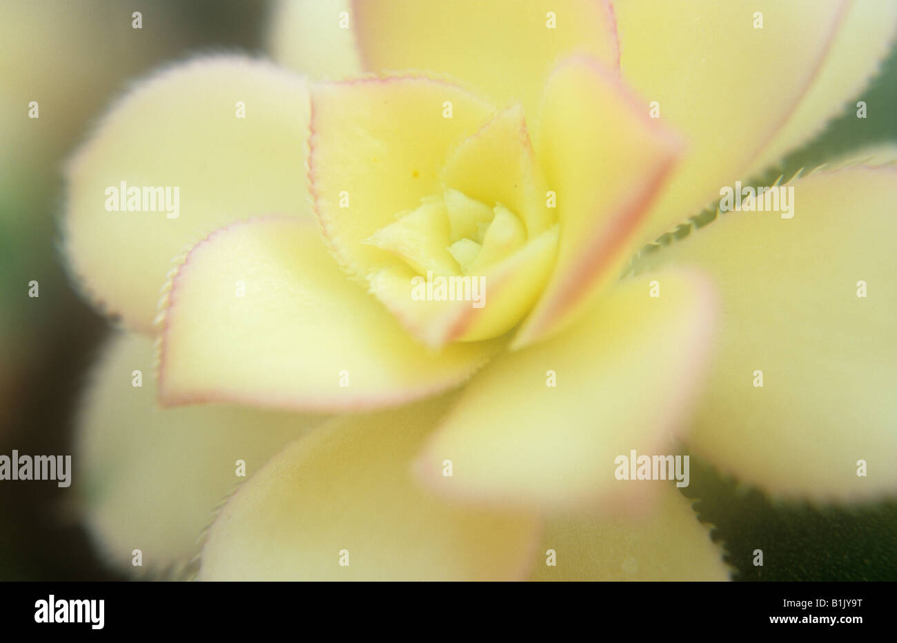Close up of waxy succulent cream leaves edged with pink and rimmed with small barbs of Aeonium plant Stock Photo
