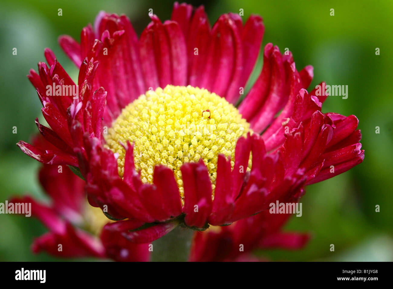 Common Purple Daisy Stock Photo - Alamy