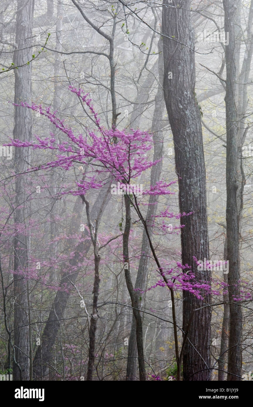 Eastern Redbud Blooming in Misty Forest Cumberland Falls State Park Kentucky Stock Photo