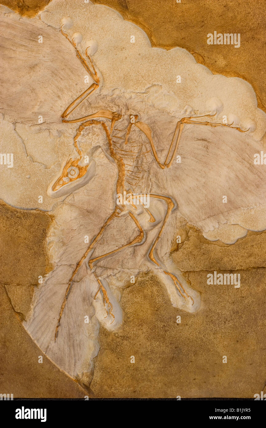 Berlin specimen archaeopteryx hires stock photography and images Alamy