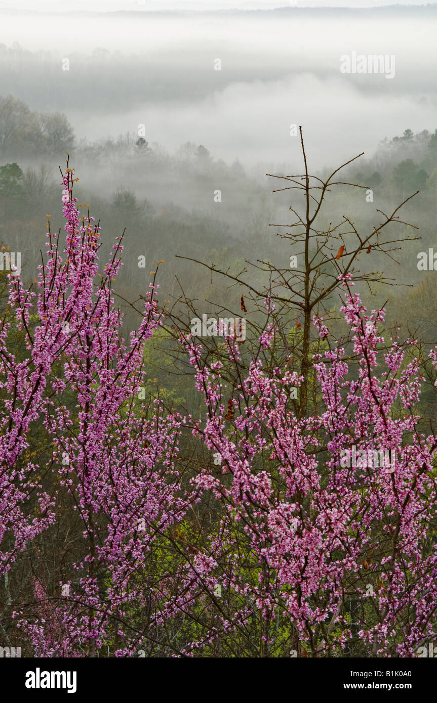 Eastern Redbud on Ridge Overlooking Mist Filled Valley Daniel Boone National Forest Kentucky Stock Photo