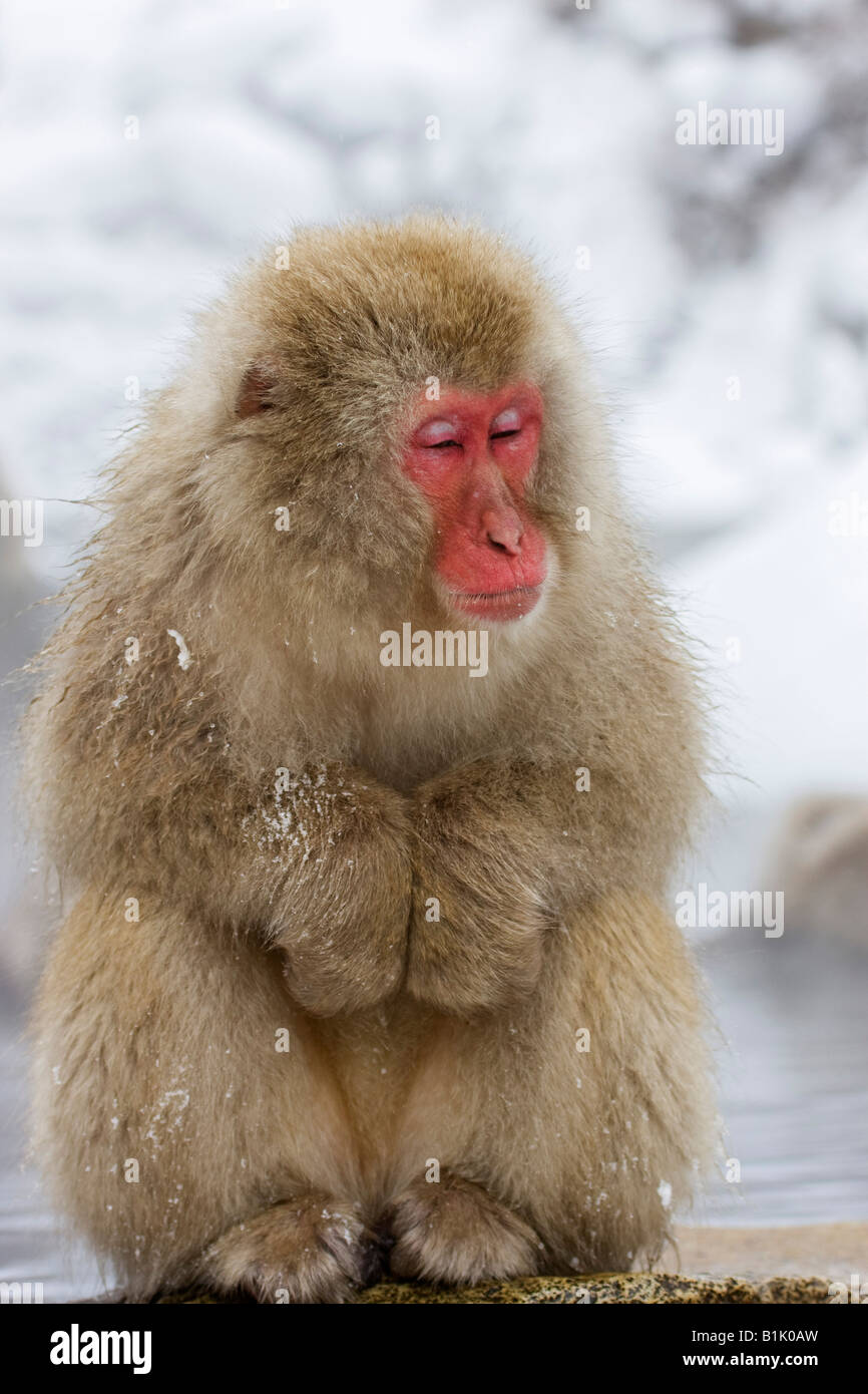 Red-faced Japanese Macaque snow monkey  sitting cuddled up in snow near hot spring pool Jigokudani Honshu Japan Stock Photo