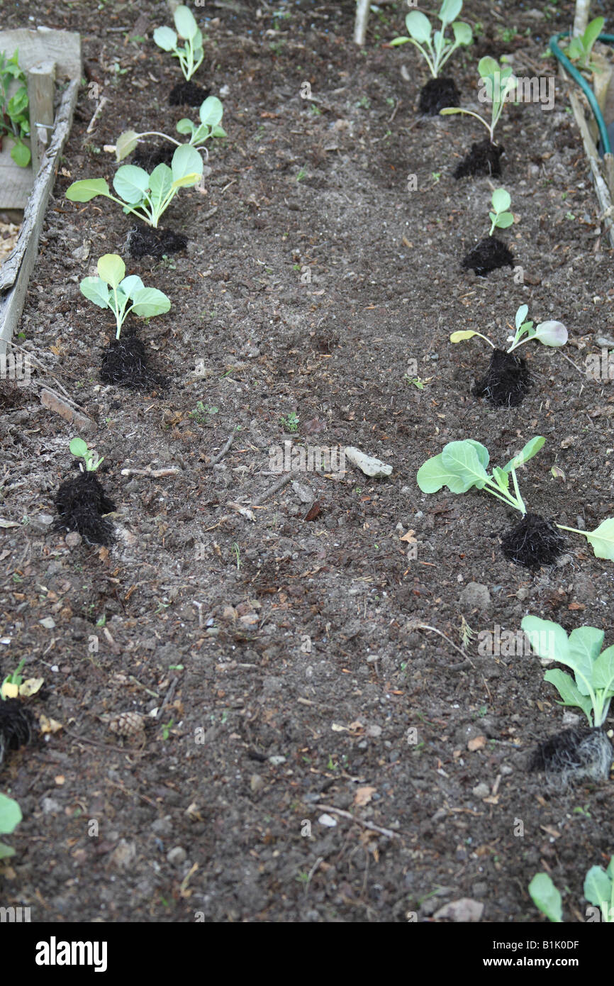 PLANTING BRASSICA SEEDLINGS IN A RAISED BED LAY THE PLANTS OUT TO