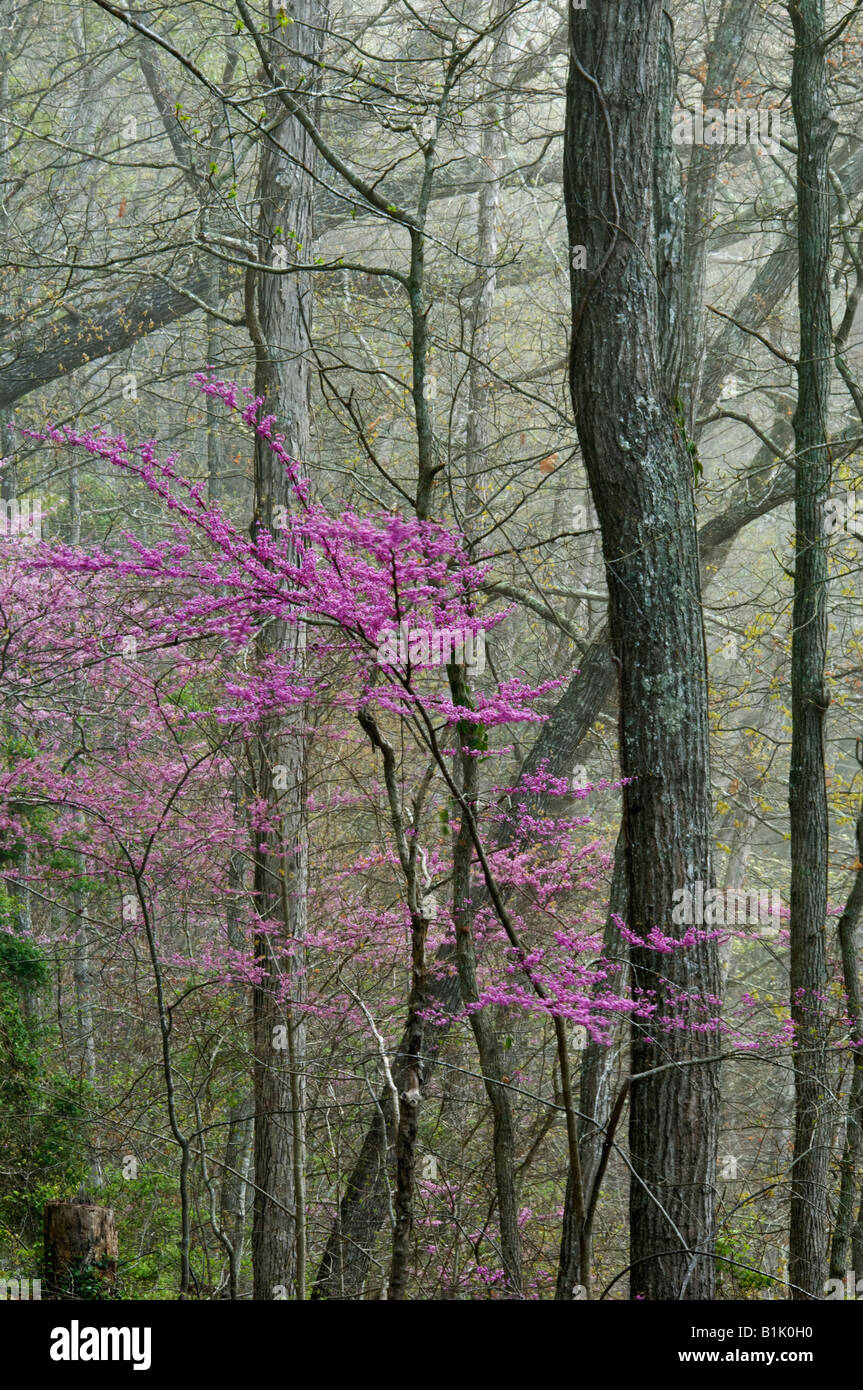 Eastern Redbud Tree Blooming in Misty Spring Forest Cumberland Falls State Park Kentucky Stock Photo