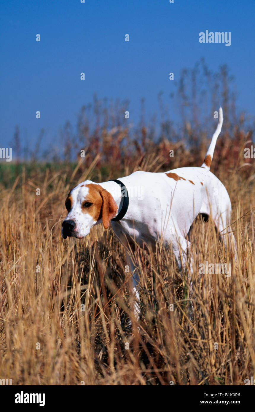 English Pointer On Point Stock Photo Alamy
