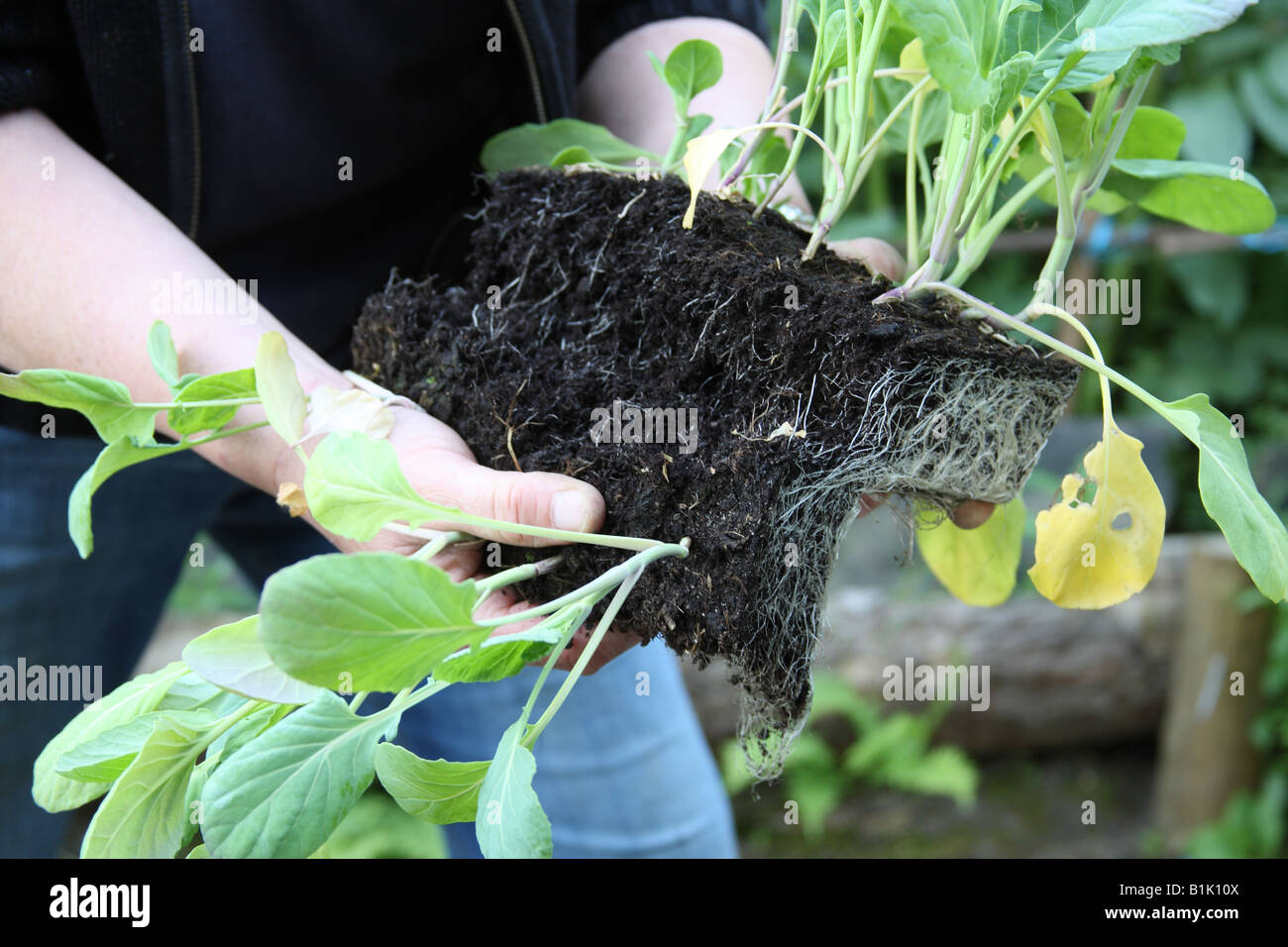 PLANTING BRASSICAS SEPARATE THE YOUNG PLANTS INTO STRIPS Stock Photo