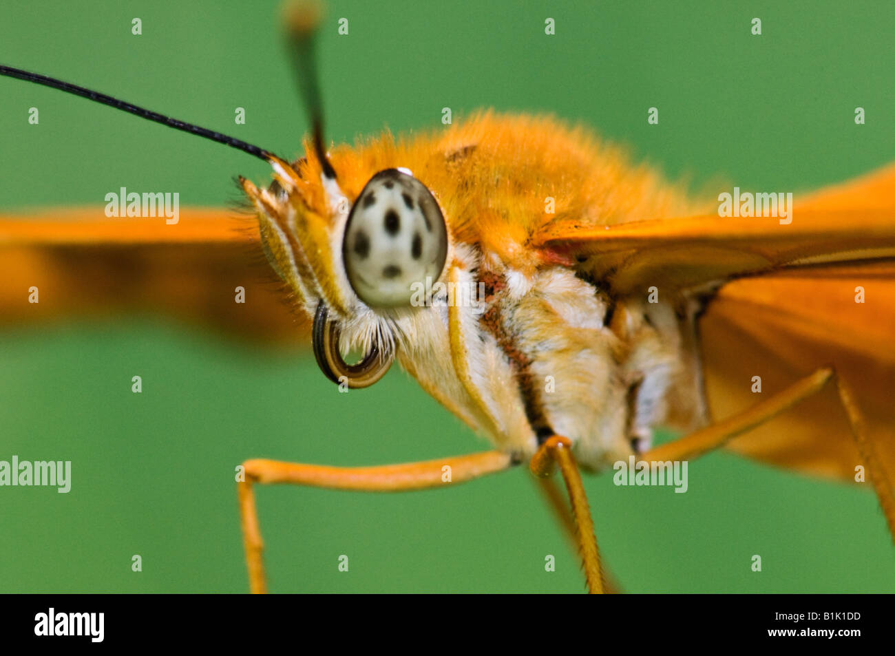 Butterfly thorax hi-res stock photography and images - Alamy