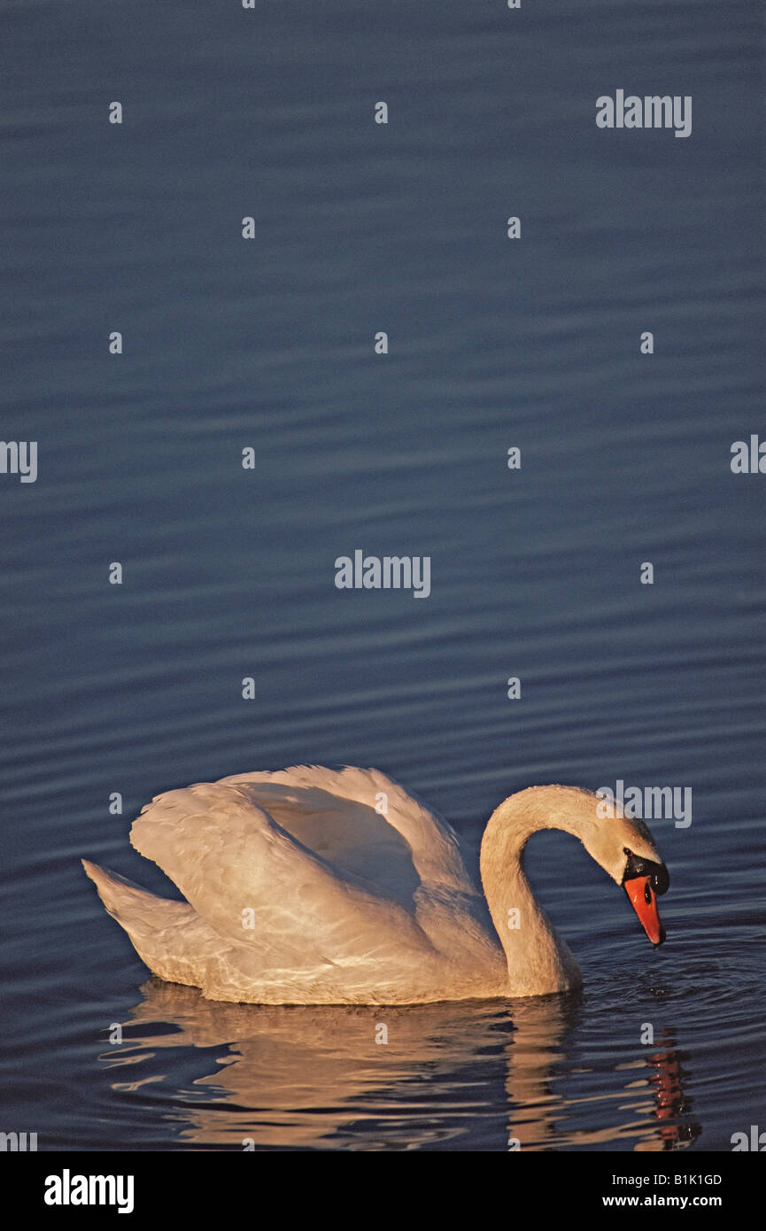 Mute Swan (Cygnus olor) UK - Swimming Stock Photo