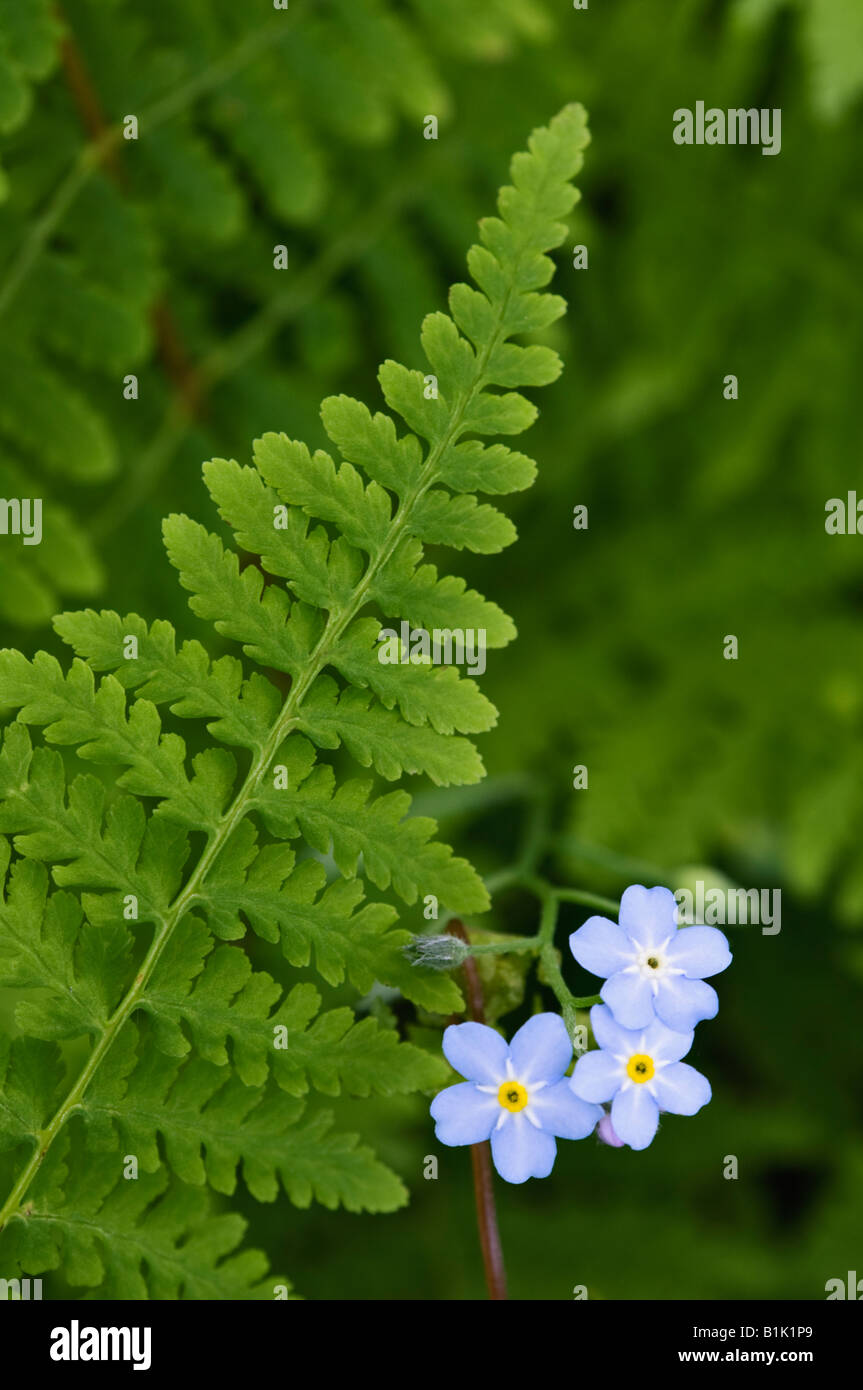 Trio of Forget-me-not Blossoms and Fern Door County Wisconsin Stock Photo