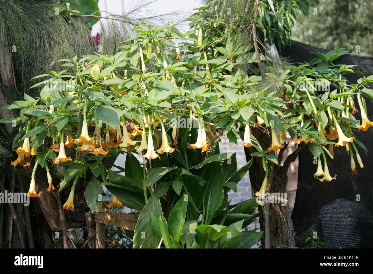 Angel's Trumpet Tree Brugmansia suaveolens Solanaceae Growing Alongside the Canals of the Floating Gardens of Xochimilco Mexico Stock Photo