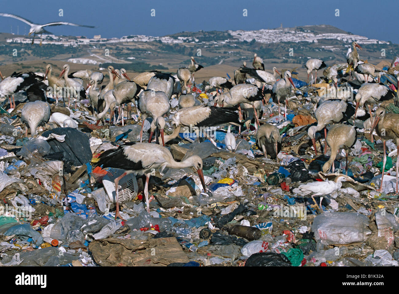 European White Storks (Ciconia ciconia) Feeding on rubbish tip - Spain Stock Photo