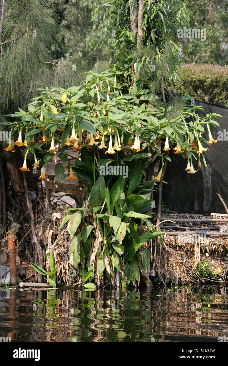 Angel's Trumpet Tree Brugmansia suaveolens Solanaceae Growing Alongside the Canals of the Floating Gardens of Xochimilco Mexico Stock Photo